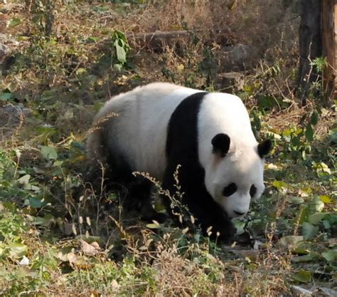 Giant Pandas Endangered Species And Australia Scientific Scribbles
