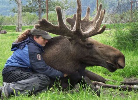 They can grow to be 5 to 6.5 feet from hooves to shoulders. TIL Moose attack more people annually than bears and ...