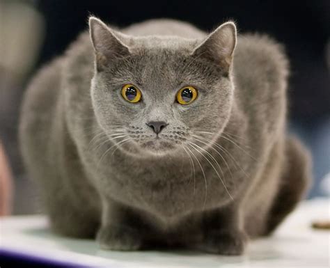 A Gray Cat Sitting On Top Of A Table
