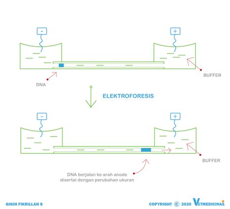 Pengertian Elektroforesis Meteor