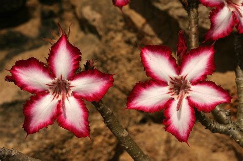 Desert Rose Adenium Multiflorum Rare 5 Seeds Etsy