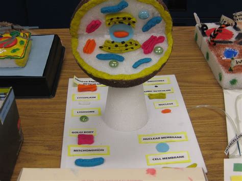 A typical structure of an animal cell includes organelle s, cytoplasmic structures, cytosol, and cell membrane. Cell Membrane Model Project Ideas - Bing Images | Cell ...
