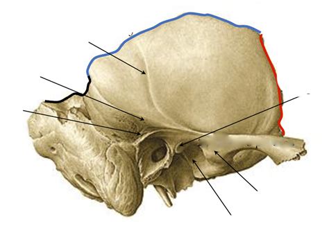 Temporal Bone Squamous Part Diagram Quizlet
