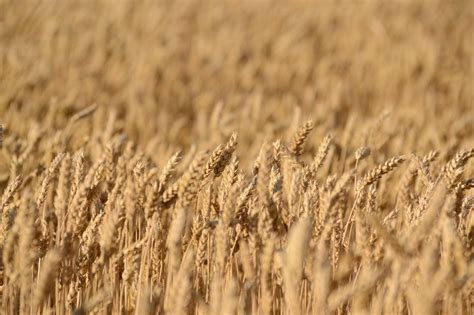 Free Images Field Barley Prairie Crop Soil Agriculture Cereal