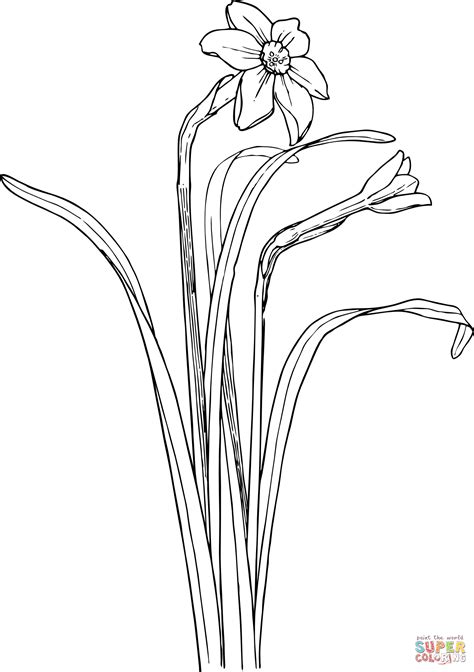 Download Narcissus coloring for free - Designlooter 2020 👨‍🎨