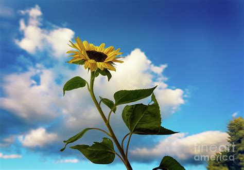 Sunflower Clouds Photograph By Alissa Beth Photography Pixels