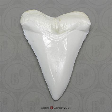 Great White Shark Tooth Replica Bone Clones Inc Osteological