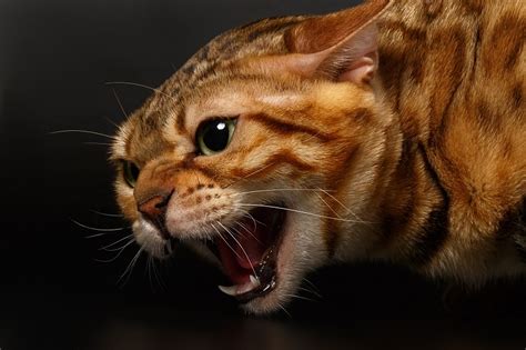 Aggression In Cats Pawversity