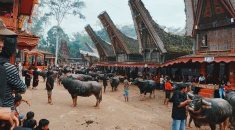 Rambu Solo Ritual Special Tana Toraja Funeral Ceremony Idbackpacker Com
