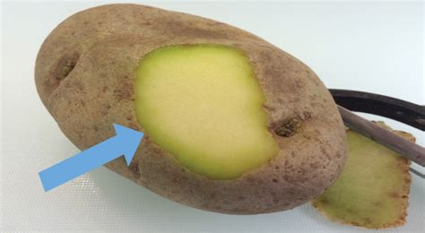 Peut On Manger Une Pomme De Terre Germée - Manger des pommes de terre vertes ou avec les germes , c'est vraiment