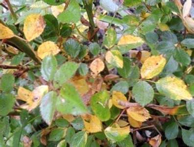It started well last year, but then all the leaves started turning brown at the tip. Gründe für die Rosen-Blätter, die gelb drehen ...