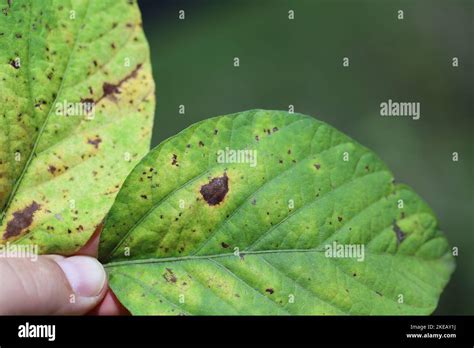 Frogeye Leaf Spot Cercospora Sojina Discreet Circular Lesions On