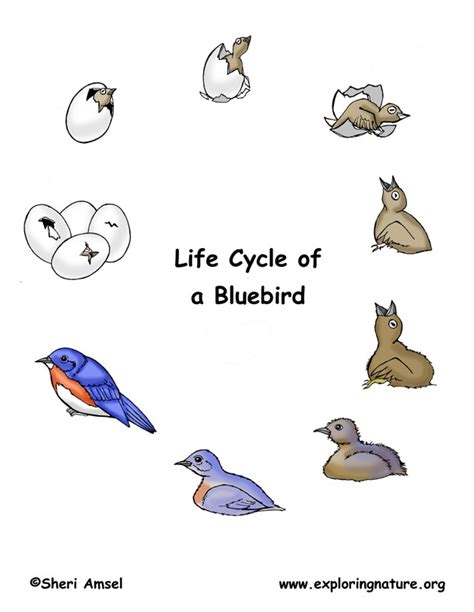 Bird Life Cycle Eastern Bluebird