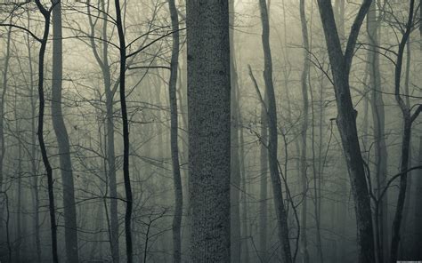 Spooky Forest Wallpaper 68 Images