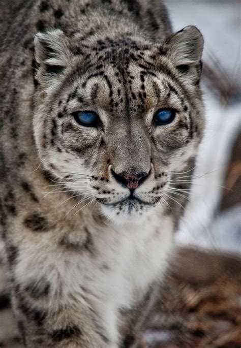 Snow Leopard Their Eyes Are So Blue Tiere Tierschutz