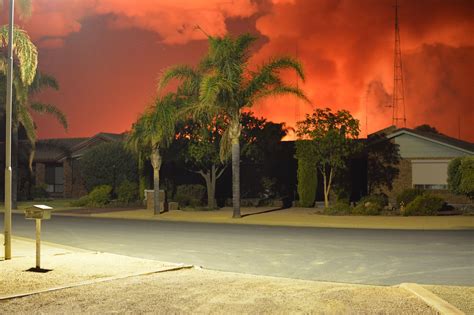 Bush Fire Night Palm Trees Wallpapers Hd Desktop And