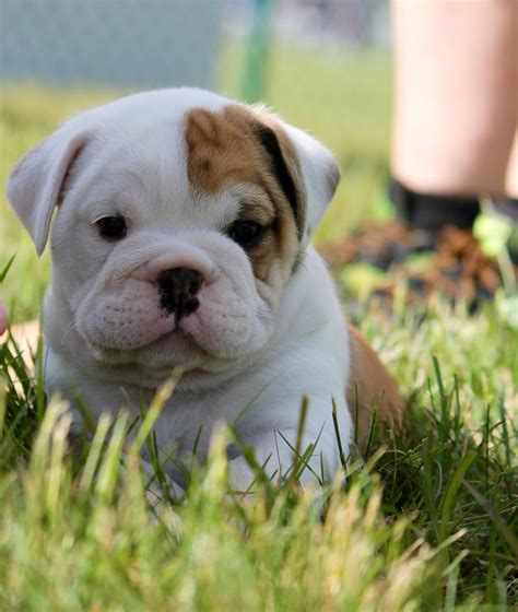 Baggy Bulldogs #Bully | English bulldog puppies, Bulldog, Bulldog puppies