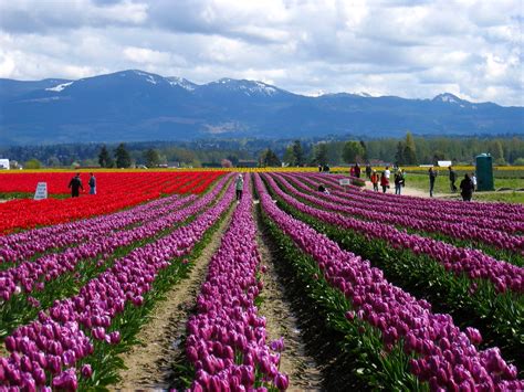 Skagit Valley Tulip Festival Poetry Photos And Musings