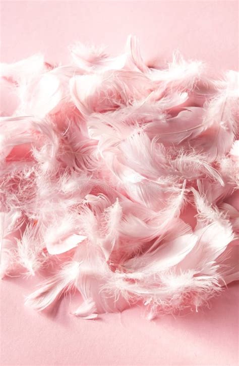 Pink Feather Background Stock Photo Image Of Light Pattern 60154452