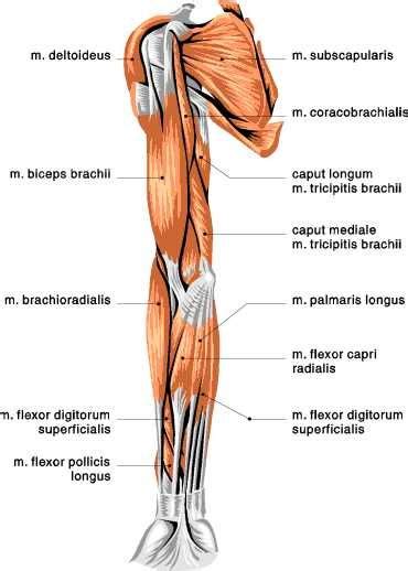 Pin Em Muscular Anatomy