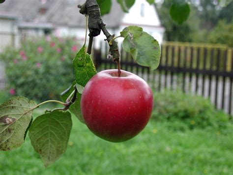 Free picture: beautiful, red apple