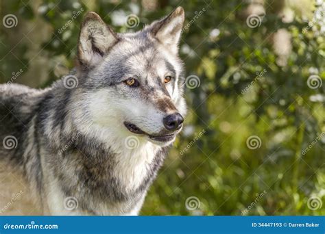 North American Gray Wolf Canis Lupus Stock Image Image Of Gray Grey