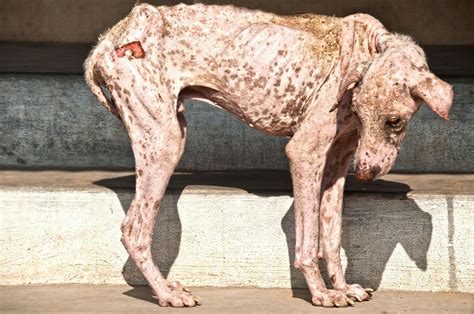 Sarcoptic Mange In Dogs Symptoms Causes Diagnosis Treatment