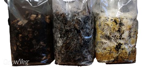 Collecting coffee and inoculating there are different ways to grow mushrooms, but it typically starts with. Growing Gourmet Mushrooms at Home from Waste Coffee Grounds