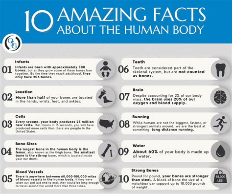 Whizolosophy Facts About The Body