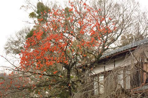 Round Of The Seasons In Japan Japanese Persimmon