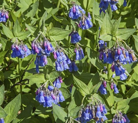 Mountain Bluebell Bluebells Bloom Bloming Wildflower Flowers Stock