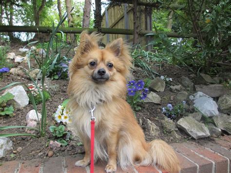 Discount99.us has been visited by 1m+ users in the past month Pomeranian X Chihuahua | Sidcup, Kent | Pets4Homes
