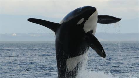 Wikie The Worlds First Talking Killer Whale The Pawprint