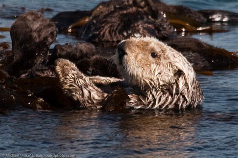 Injured Dead Sea Otters Hit Record Numbers Sharks Largely At Fault