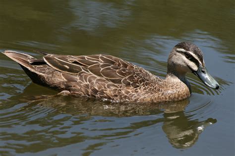 Filemallard Duck Female