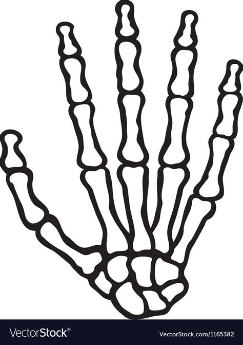 Human Skeleton Hand Royalty Free Vector Image Vectorstock