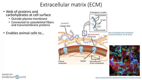 Extracellular Matrix Jujagal