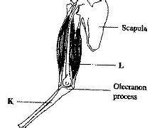 Visit kenhub for more skeletal system quizzes. The diagram below illustrates the arrangement of bones and muscles in the human arm.