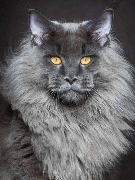 Maine Coon Cats For Sale Uk Care About Cats