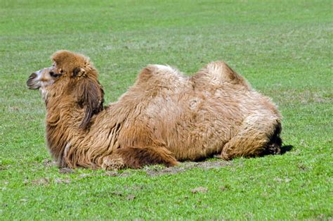 Bactrian Camel Stock Photo Image Of Bactrian Mammal 30813230
