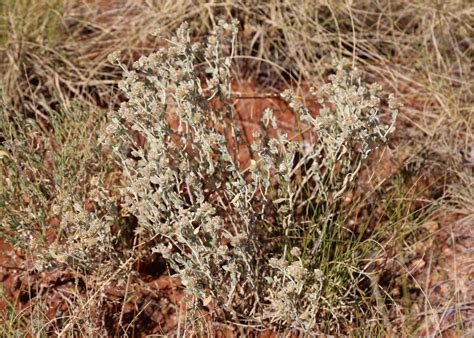 Australian Desert Plants Amaranthaceae