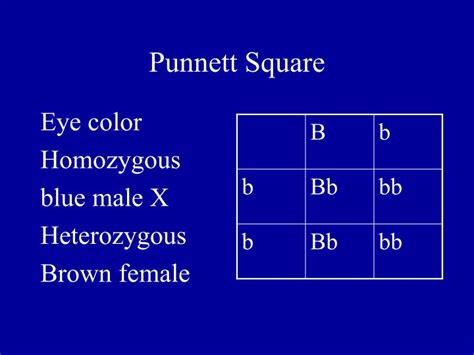 Guidelines for dihybrid punnett squares 1. PPT - 10.1 Genetics developed from curiosity about ...