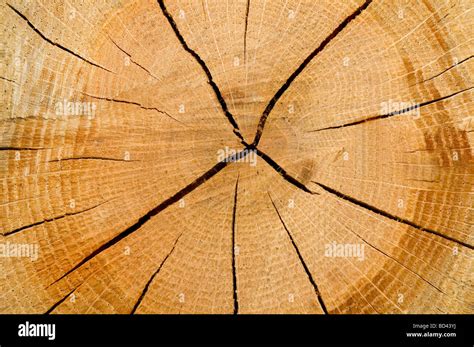 Cut Log Woodgrain Background Texture Stock Photo Alamy