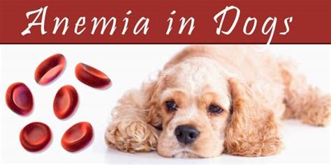 Anemia In Dogs Causes Symptoms Treatment Complications