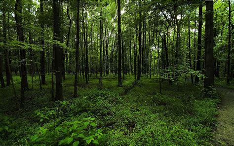 Green Forest Wallpapers 4k Hd Green Forest Backgrounds On Wallpaperbat