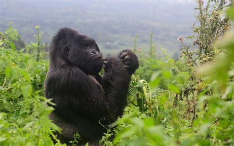 4 Days Uganda Gorilla Safari Through Kigali Explore Two Countries At Ago