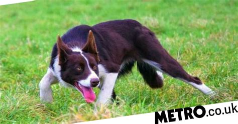 Welsh Sheepdog Most Expensive In World After Selling For £27100