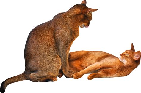 Here you can explore hq pop cat transparent illustrations, icons and clipart with filter setting like size, type, color etc. Free Cat Images: free cat png - "2 cats" png with ...