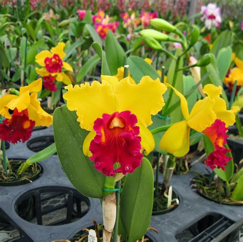 Ten Of The Most Beautiful Cattleya Orchid Flowers Orchidaceous Orchid Blog