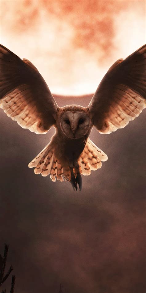 Download Wallpaper 1080x2160 Barn Owl Moon Night Flight Open Wings
